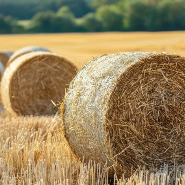 thumbnail for publication: Harvesting, Storing, and Feeding Forages as Round Bale Silage